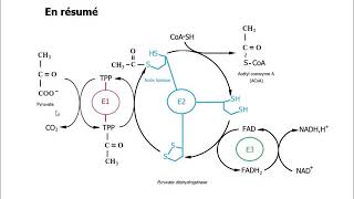La pyruvate déshydrogénase [upl. by Humberto]