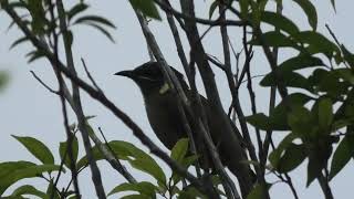 Lewins Honeyeater 20 [upl. by Idram]