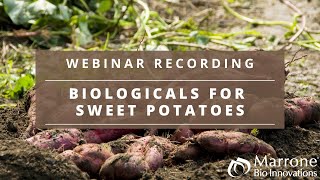 Biologicals for Sweet Potatoes [upl. by Ais]