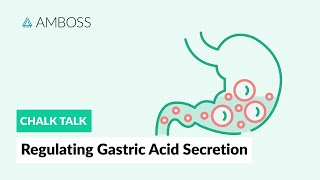 Regulating Gastric Acid Secretion Acetylcholine Gastrin and Histamine [upl. by Ailene]