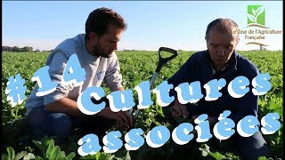 S1E14  Cultures associées Colza  Féveroles [upl. by Notrom]