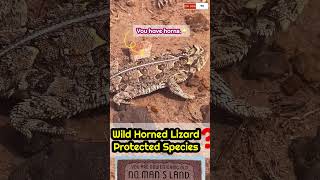 🇺🇸Cute Horned FrogHorned Lizard in the WildIncredibly Neat little lizard Protected Spices희귀동물 [upl. by Egiarc]