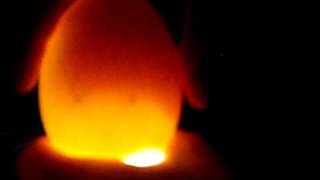 How to Candle Goose Eggs  Various Ages Candled plus a bad egg Candling [upl. by Droffig235]