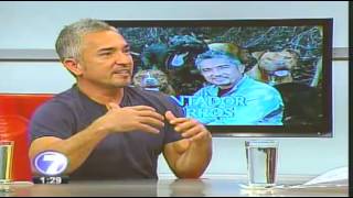 Cesar Millan quotEl Encantador De Perrosquot En Costa Rica Entrevista En Telenoticias [upl. by Edmee]