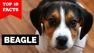 Beagle  Top 10 Facts [upl. by Nell]