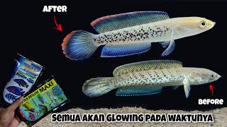 Progress Channa Stewartii Full Pelet  Premium Maxi amp Blue   Setelah 3 Bulan [upl. by Chloris]