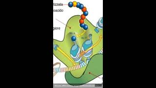 Sintesi delle proteine  Spiegazione semplice [upl. by Cecile462]