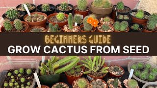 How to Grow Cactus from Seed A beginners guide  cactuscare cactus [upl. by Layne]