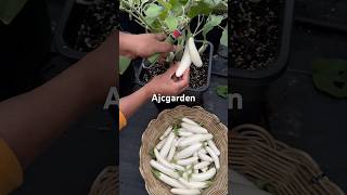 White aubergine garden harvest asmr gardening gardeningharvest fyp foryou viral [upl. by Graaf]