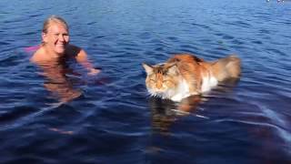 Maine Coon Cat Trust And Love Between Cat And Owner [upl. by Lada]