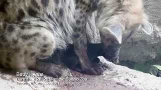 Baby Hyena at the Buffalo Zoo [upl. by Anaiv54]