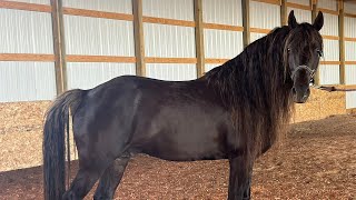 Jb’s Cacao  Chocolate Silver Dapple Missouri Fox Trotter Stallion [upl. by Steen]