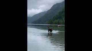 Dipping labrador dog outdoors hunting huntingdog huntingdogtraining waterdogs waterdog [upl. by Tahp]