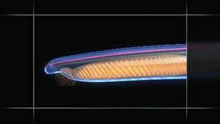 Chordate Animation  Amphioxus to Vertebrate Body Plan [upl. by Ahcrop865]