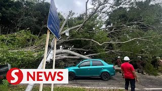 Motorcyclist and driver escape falling tree in Melaka uprooted tree causes traffic jam in KL [upl. by Oretos475]