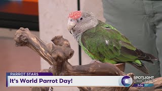 Its World Parrot Day [upl. by Noirred970]