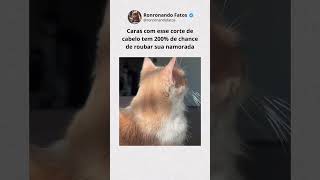 É inútil competir 😼🔥 gatos gato memes humor shorts viral [upl. by Mychael]