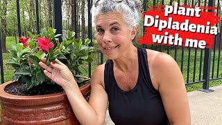 Plant DIPLADENIA With Me 🌺 The Best Flowers for Hot FullSun Areas [upl. by Alleuqahs]