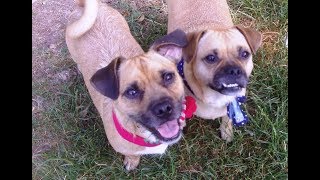 Jug Dogs Jack Russell X Pug legging it with Cocker Spaniel Willow [upl. by Simeon59]