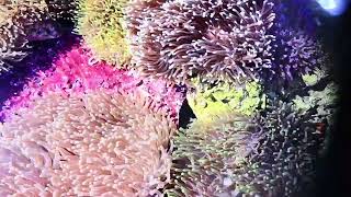 60 Heteractis magnifica quotritteriquot Anemones at Pacific East Aquaculture [upl. by Ibbor204]