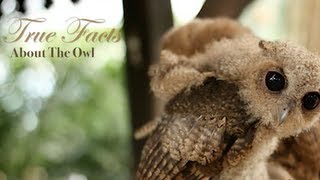 True Facts About The Owl [upl. by Robert605]