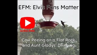 Cow Peeing on a Flat Rock amp Aunt Gladys’ Drinking [upl. by Gladine]