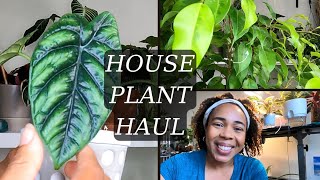 HOUSE PLANT HAUL SUMMER 2023 [upl. by Skelton]