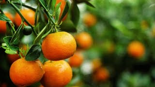 WHY TANGERINE AND ORANGE ARE PART OF CHINESE NEW YEAR SYMBOLS [upl. by Toddie]