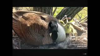 Three Hatched Goslings in the Old Decorah Eagle Nest 04232024 exploreorg [upl. by Ellevart]