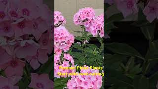 Phlox low maintenance perennial flower [upl. by Jonny]