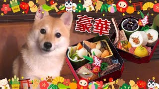 犬用の超豪華おせち料理の食いつきが凄い！！ [upl. by Lorena]