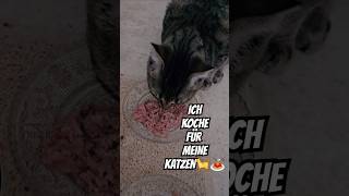 Ich Koche Für Meine Katzen🐈 katze katzen kochen cat cats katzenfutter catfood [upl. by Batchelor]