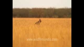 Hyaena in Velavadar Blackbuck National Park [upl. by Treblah]