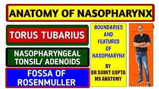 NASOPHARYNX FEATURES  ADENOIDS  TUBAL ELEVATION  NASOPHARYNGEAL ISTHMUS [upl. by Elspeth]