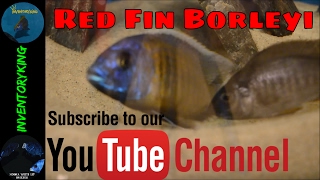 African Cichlids  Red Fin Borleyi BREEDING  Copadichromis Borleyi Kadango [upl. by Mendie]