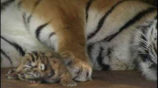 Absolutely cute Five Baby Tigers five days old  Super süß Fünf Tigerbabys fünf Tage alt [upl. by Athalie576]