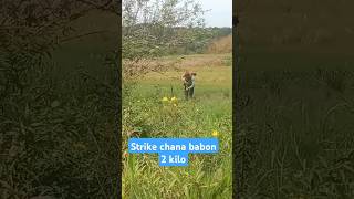 Strike chana babon di danau toba song pop lyrics cover fishing music ikan mancing shorts [upl. by Jori]