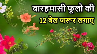 इन बारहमासी फूलो की १२ बेलो को जरूर लगाए  Grow These 12 Parmanent Flower Vine In Your Garden [upl. by Kally360]