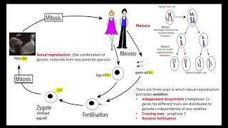 Dihybrid inheritance OCR A ALevel Biology 612 Patterns of inheritance [upl. by Samohtnhoj]