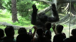 Bronx Zoo Silverback Gorillas [upl. by Elohcim]