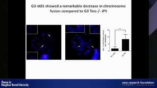 Telomere dysfunction and stem cell aging  Zhenyu Ju [upl. by Nauqaj]