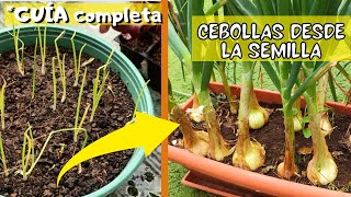 Cómo sembrar cebolla china en casa  Super fácil [upl. by Arbrab]