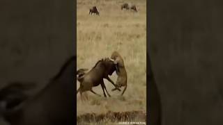 Leopards DEADLY Mistake While Hunting Antelope wildlife leopard wildanimals [upl. by Shear]