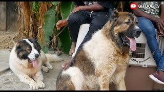 Check Out These Massive Caucasian Shepherds that passed through at the August Classic Dog Show 2024 [upl. by Emil]