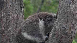 Violent koala interaction [upl. by Petronilla]