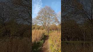 mighty quotSycamore Treequot without leaves late October UK wild nature countryside outdoors [upl. by Nordek]