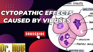 Cytopathic effects caused by viruses [upl. by Kramer]