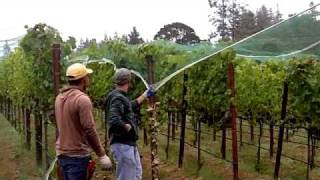 In the Vineyard  Installing Bird Netting [upl. by Rus132]