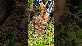 Amazing Remove Cassava 👌 amazing cassava farming [upl. by Nirrej644]