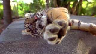 Sumatran Tiger Cubs playing together at Australia Zoo Slow Motion [upl. by Ardnad]